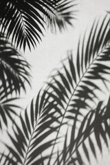 Palm leaf shadows on white wall, monochrome minimal background with copy space for branding and layouts.