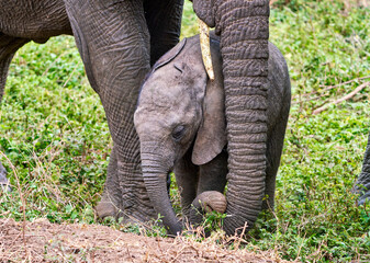 Baby African Elephant Protected by Mother in Tanzania © Arakawa27