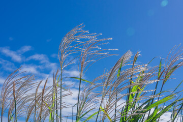 青空に映えるススキの穂