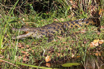 Naklejka premium Nile Crocodile on the banks in the Okavango Delta