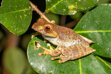 Madagascar bright-eyed frog resting on leaf