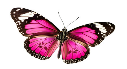 Obraz premium A macro shot of a vibrant pink butterfly in mid-flight, featuring intricate patterns on its wings.