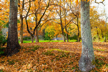 Obraz premium 秋の紅葉と落ち葉に包まれた里山風景
