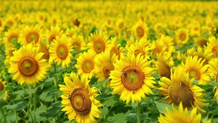 Obraz premium A Vibrant Field of Sunflowers Featuring Bright Yellow Blooms That Capture Sunlight and Attract Busy Bees Amidst Nature's Serene Landscape