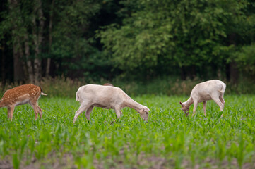 Fototapeta premium Dammwild im Feld
