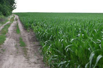 road in the field, green corn leaves. Corn farm. photo of corn field. concept of good harvest, agricultural. Field of corn in spring or early summer. industrial background. close-up