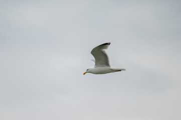 Silbermöwe im Flug