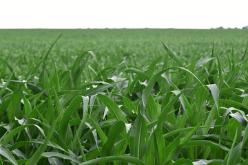 Fototapeta premium green corn leaves. Corn farm. photo of corn field. concept of good harvest, agricultural. Field of corn in spring or early summer. industrial background. close-up