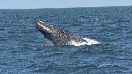 Fototapeta premium Whale breaches the surface of the ocean showcasing its massive body in a dynamic display of nature’s beauty
