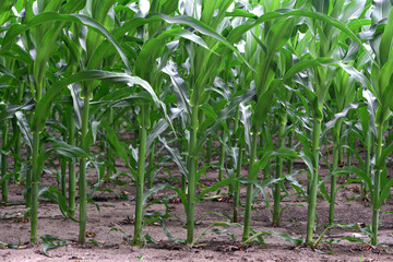 green corn leaves. Corn farm. photo of corn field. concept of good harvest, agricultural. Field of corn in spring or early summer. industrial background. close-up