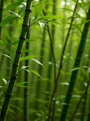 Windy Bamboo Forest
