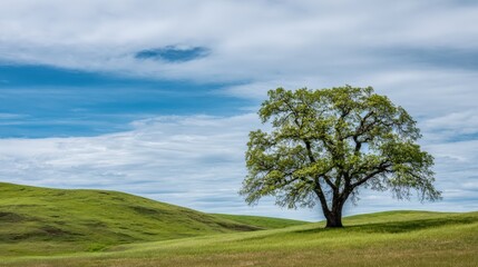 Obraz premium Lone Tree Standing Tall in a Green Field Under a Blue Sky with Clouds