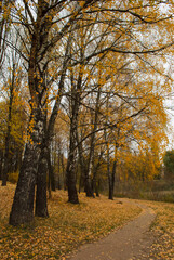 Fototapeta premium birch path