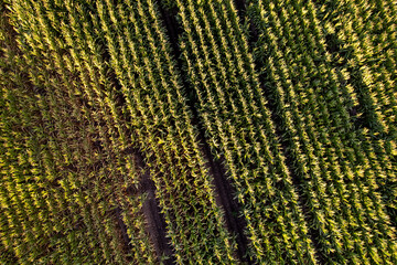 Drone view of a lush corn field with rows creating a pattern food production concept
