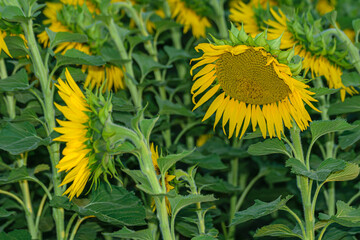 A sunny day in a field of gold with beautiful sunflowers summer vacation concept