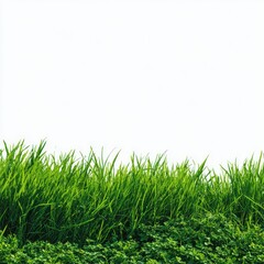 Lush green grass border against white background (1)