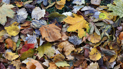 Dry leaves on the ground in a beautiful autumn forest. autumn background, fallen leaves in a forest or park. Grove. selective soft focus. autumn colors, beautiful season. autumn season, first frosts