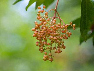 赤く染まり始めた珊瑚樹の実
