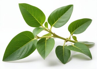 Fototapeta premium Close-up green ashwagandha plant twig isolated on white background