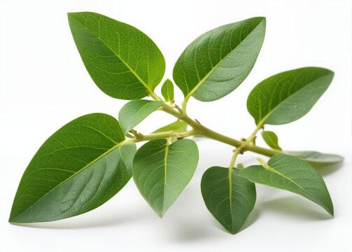 Close-up green ashwagandha plant twig isolated on white background