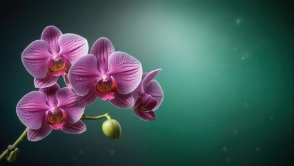 Fototapeta premium Exotic orchid with intricate purple and white marbled patterns on a dark green background