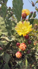 Bright Yellow Cactus Flowers in Bloom