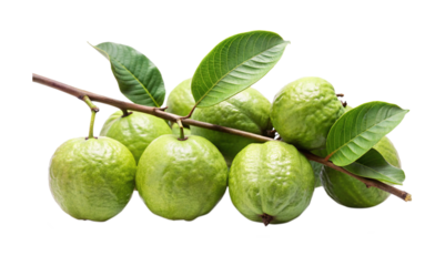 A fresh cluster of guava fruit with leaves and a stem on white