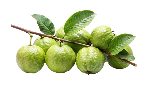 A fresh cluster of guava fruit with leaves and a stem on white