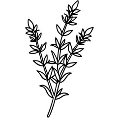 Thyme line art vector