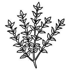 Thyme line art vector