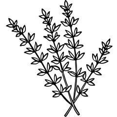 Thyme line art vector