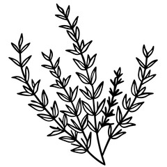 Thyme line art vector