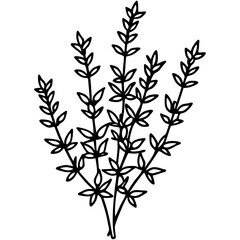 Thyme line art vector