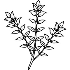 Thyme line art vector