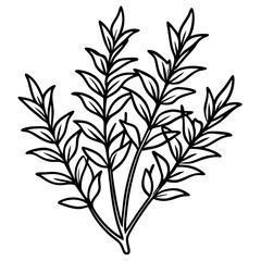 Thyme line art vector