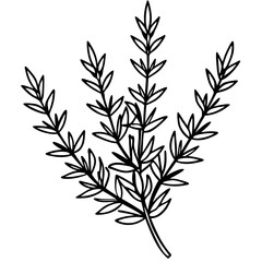 Thyme line art vector