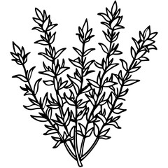 Thyme line art vector