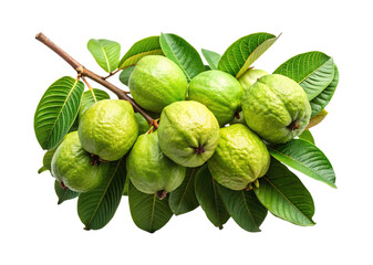 Branch with green guava fruits and leaves, isolated on white background