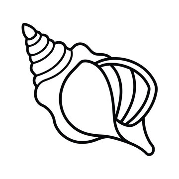 simple conch shell line art on white background