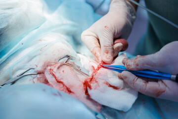 Veterinarian performing surgery on animal dog in clinic operating room