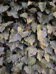 Gemeine Efeu Gewöhnlicher Efeu Pflanze Hedera Araliengewächse Araliaceae Ranke klettern wachsen immergrün Epheu plant Hedera Araliaceae tendril climbing growing evergreen inflorescence cotyledon leaf