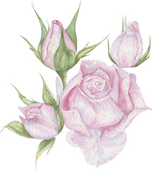 Elegant rose with buds spring floral watercolor on white isolated background.