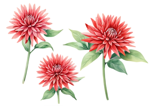 bouquet of red flowers. red flower border. Watercolor red flower. green leaf flower with green leaves. floral frame and background. flower border illustration set. Watercolor floral bouquet