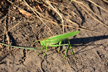 Green Grasshopper on Dirt background close up