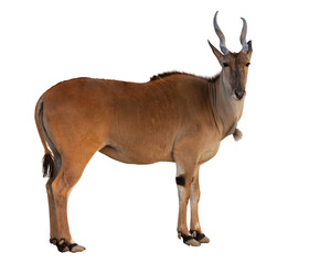 A common eland (Taurotragus oryx) standing in a natural grassy environment.