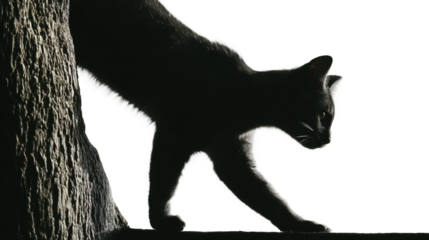 Silhouette of a cat walking gracefully on a wall artistic minimalist, isolated on transparent background, png