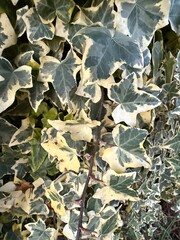 Gemeine Efeu Gewöhnlicher Efeu Pflanze Hedera Araliengewächse Araliaceae Ranke klettern wachsen immergrün Epheu plant Hedera Araliaceae tendril climbing growing evergreen inflorescence cotyledon leaf