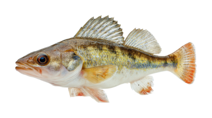 Fishing for zander freshwater fish species natural habitat detailed view, isolated on transparent background, png