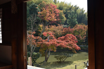 高台寺　開山堂から見る臥龍池とモミジ(京都市東山区)