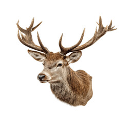 Majestic stag head display natural history museum animal portrait, isolated on transparent background, png